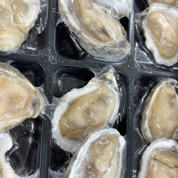 Oysters Oysters