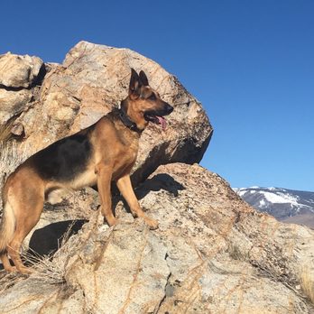 Beth's K9 Training - Pet Training Near Me - Fremont, California