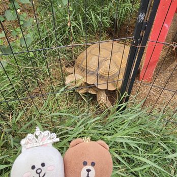 Gunstock Ranch - Tortoise! - Horseback Riding Near Me - Laie, Hawaii Gunstock Ranch - Tortoise! - Horseback Riding Near Me - Laie, Hawaii