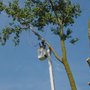 Photo of The Lumberjacks Tree Service