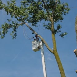 The Lumberjacks Tree Service