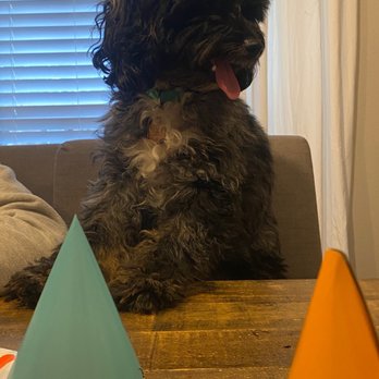 LaPawz - This was 2 weeks after the first cut, and what I expected for a "long teddy bear" cut. - Pet Groomers Near Me - Plano, Texas LaPawz - This was 2 weeks after the first cut, and what I expected for a "long teddy bear" cut. - Pet Groomers Near Me - Plano, Texas