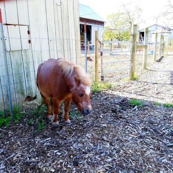 Gorman Heritage Farm - Dwarf horse - Farms Near Me - Evendale, Ohio