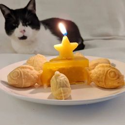 Cheesecake and Taiake Fish (cake is organ meat, fish are filled with sweet potato and egg yolk, both are safe for dogs and cats) Cheesecake and Taiake Fish (cake is organ meat, fish are filled with sweet potato and egg yolk, both are safe for dogs and cats)