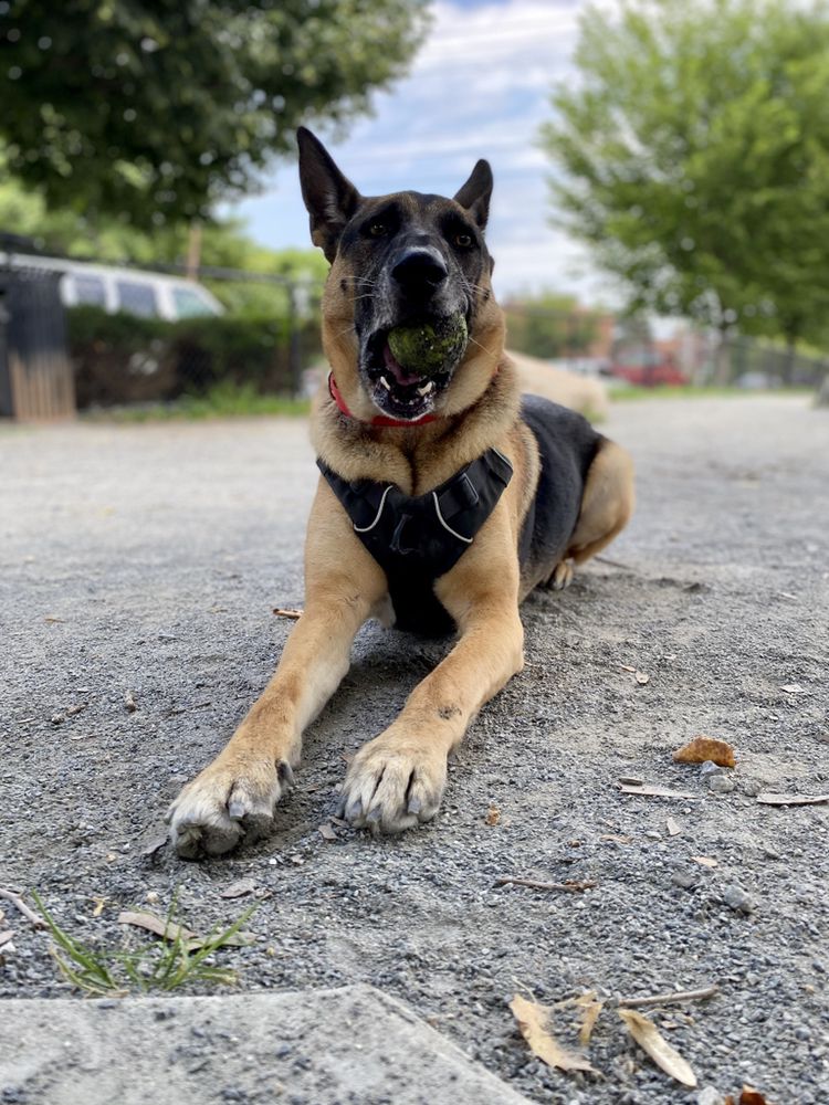 Walk. Sit. Stay