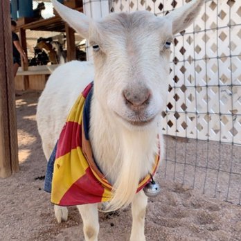 Rooster Cogburn Ostrich Ranch - Petting Zoos Near Me - Picacho, Arizona
