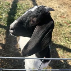 Dittmar Farms And Orchard