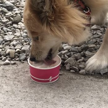 The Dugout - Fuzz eating vanilla ice cream - Ice Cream & Frozen Yogurt Near Me - Otterbein, Indiana