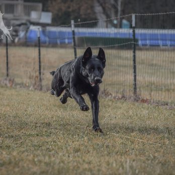 The Gated Dock - Diamond running Fast Cat! She's in love with this sport! - Pet Training Near Me - Shelby, Ohio
