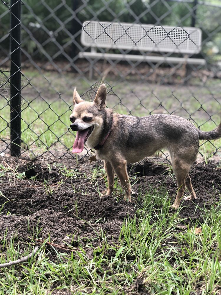 BLUFFTON DOG PARK Updated August 2024 Bluffton, South Carolina