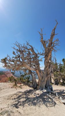 Cedar Breaks National Monument by null