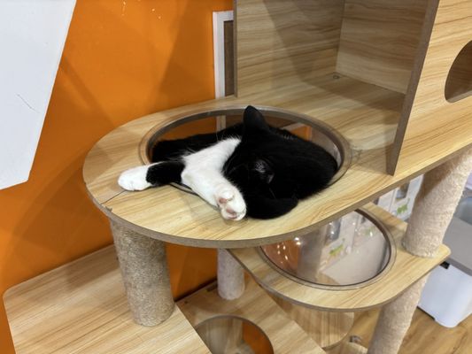 Mew Haven Cat Cafe by null