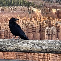 Bryce Point View Point - A raven enjoying the magnificent view!