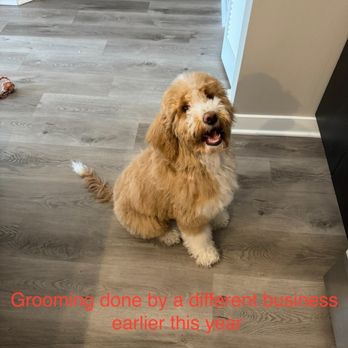 Shaggy Paws - Pet Groomers Near Me - Lake Zurich, Illinois Shaggy Paws - Pet Groomers Near Me - Lake Zurich, Illinois
