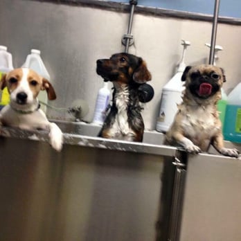 Swaggs - Rub a dub dub!!!!! Three puppies in a tub!!!! - Pet Groomers Near Me - Agoura Hills, California Swaggs - Rub a dub dub!!!!! Three puppies in a tub!!!! - Pet Groomers Near Me - Agoura Hills, California