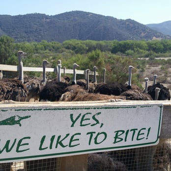Ostrichland USA - Attraction Farms Near Me - Solvang, California Ostrichland USA - Attraction Farms Near Me - Solvang, California