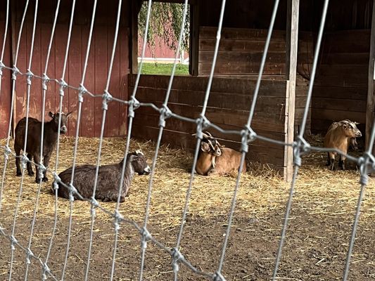 Terhune Orchards by null