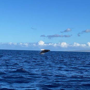 Adventure X Boat Tours - Boat Tours Near Me - Waimea, Hawaii Adventure X Boat Tours - Boat Tours Near Me - Waimea, Hawaii