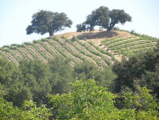 Adelaida Vineyards and Winery by null