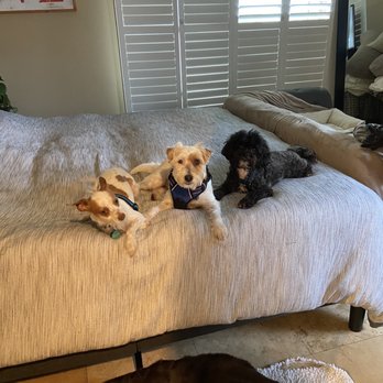 Turquoise Tails - Pet Groomers Near Me - San Diego, California