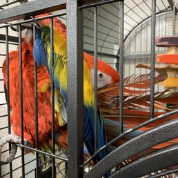 Macaw