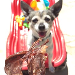 Live Love Animal Rescue - Big treats. Little dogs.