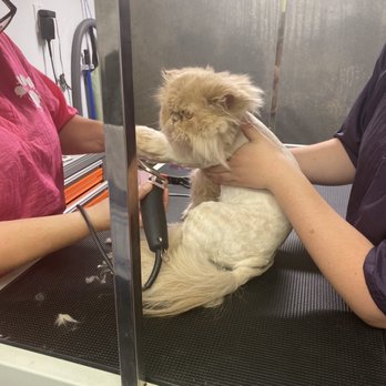 Glitterati Paw Spa - Pet Groomers Near Me