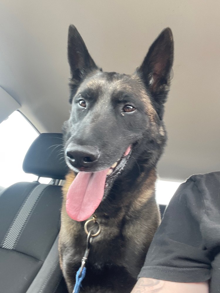 LAKESHORE BOARDING Updated October 2024 9655 Booker Ln, Nampa, Idaho Pet Training Phone