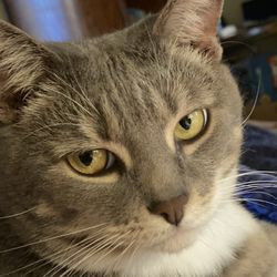 Petsitting by Denise - Sadie