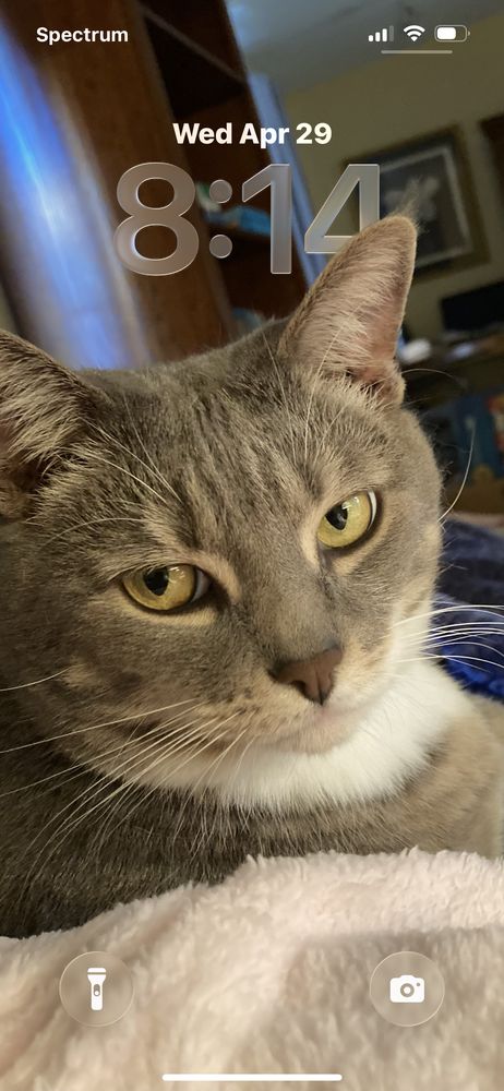 Petsitting by Denise - pet boarding facility in Columbia, SC