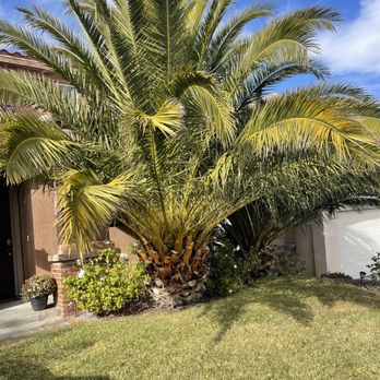 Performance Tree Service - Beforehand - Tree Services Near Me