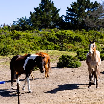 Rancho Corral De Tierra - horses - Hiking Near Me - Half Moon Bay, California Rancho Corral De Tierra - horses - Hiking Near Me - Half Moon Bay, California