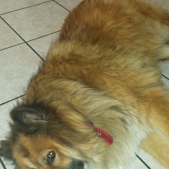 Q d Doggie - Before - Pet Groomers Near Me - Lake Forest, California
