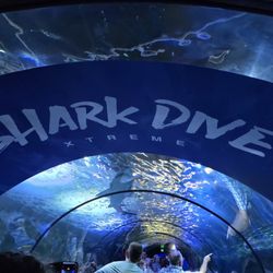SEA LIFE Sydney Aquarium - Shark Dive area