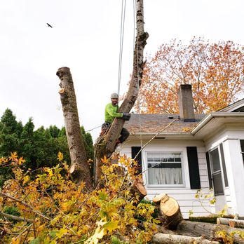 Arbornaut - Maple, almost gone. - Tree Services Near Me Arbornaut - Maple, almost gone. - Tree Services Near Me