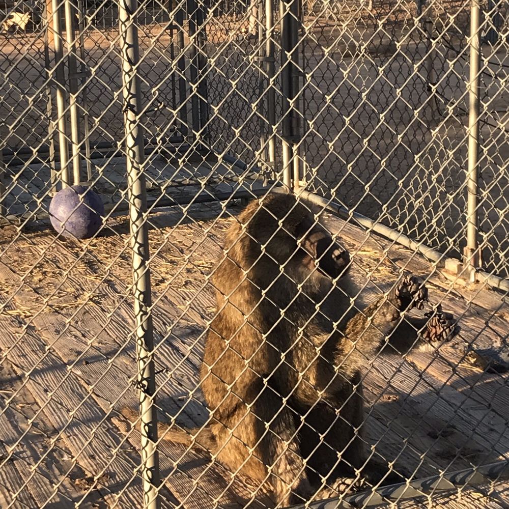 Hesperia Zoo - Baboon - Zoos Near Me - Hesperia, California Hesperia Zoo - Baboon - Zoos Near Me - Hesperia, California