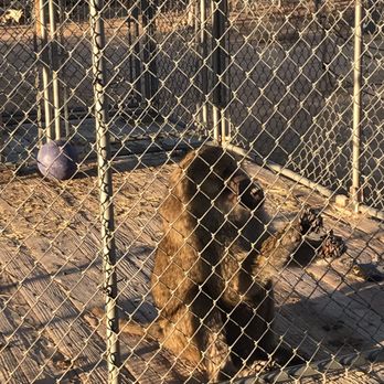 Hesperia Zoo - Baboon - Zoos Near Me - Hesperia, California