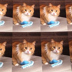JCPenney Portraits - Tuna was panicked the entire time, but he's still cute.