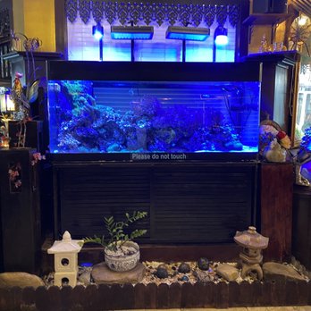 Sushi-Thai Downtown - Aquarium - Sushi Bars Near Me - Naples, Florida