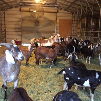 Angeles Crest Creamery - Goats getting ready for feeding time. - Farms Near Me - Valyermo, California