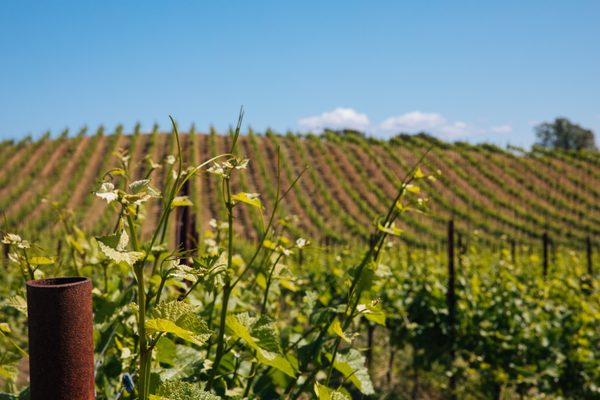 Landmark Vineyards at Hop Kiln Estate by null