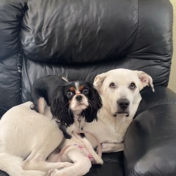 PetSmart - Pet Training Near Me - Boynton Beach, Florida