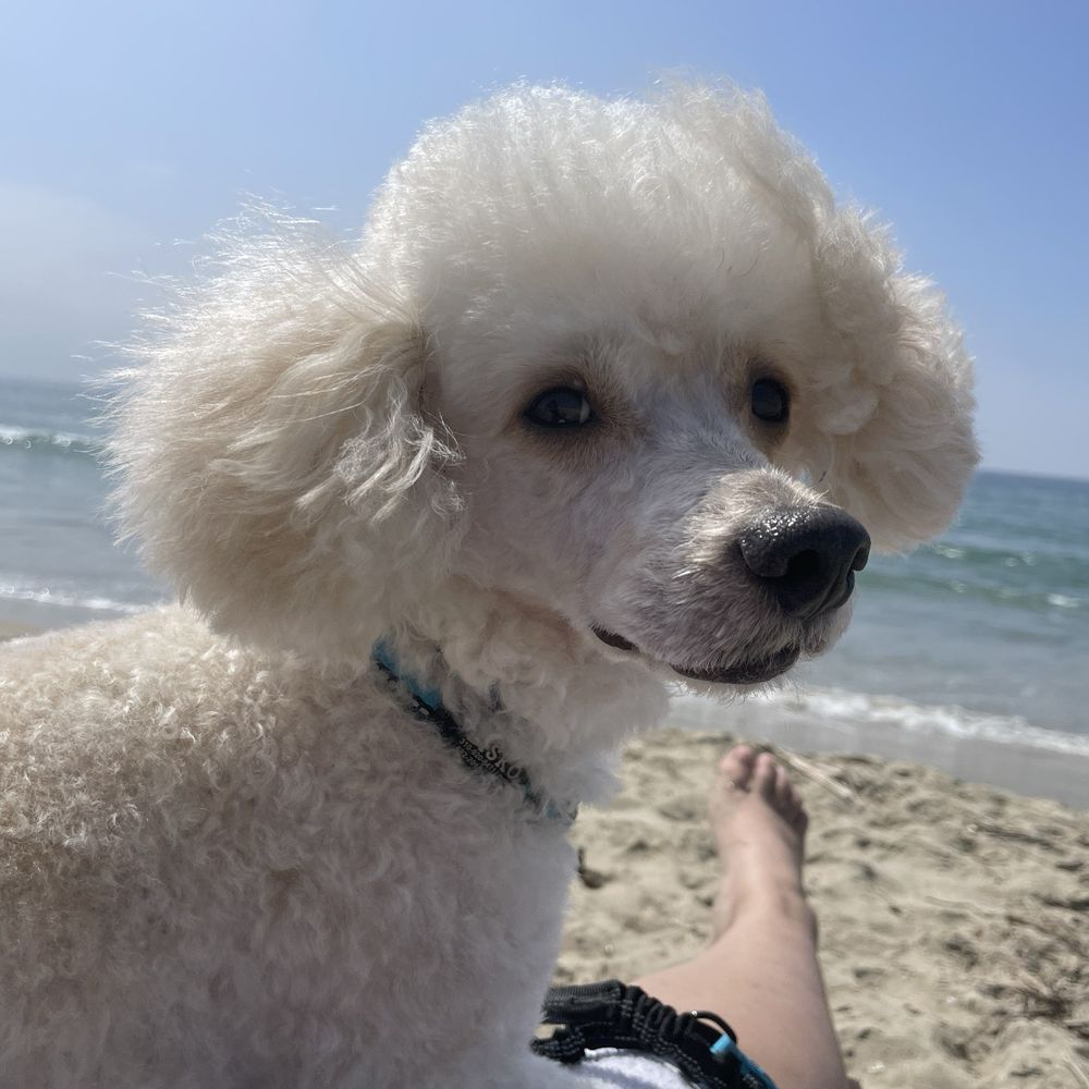 Puppy Face - Bisko's first time at the beach! Loving his poodle cut - Pet Groomers Near Me - La Habra, California Puppy Face - Bisko's first time at the beach! Loving his poodle cut - Pet Groomers Near Me - La Habra, California