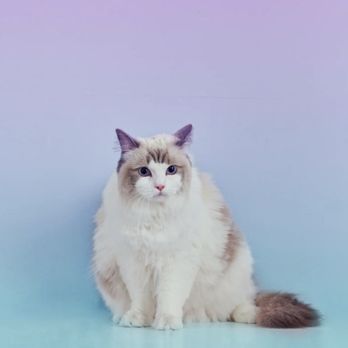 Best Friend Studios - Pet Photography Near Me - Los Angeles, California Best Friend Studios - Pet Photography Near Me - Los Angeles, California