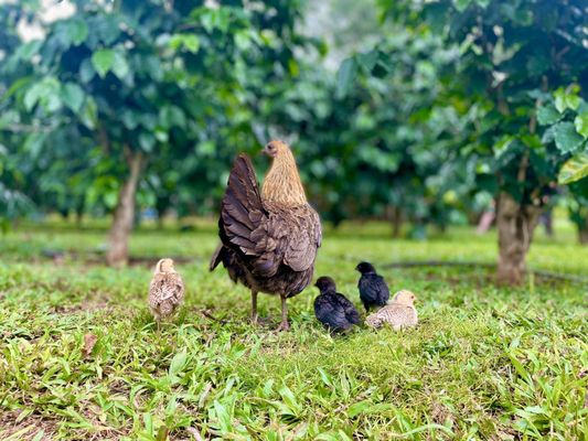 Green World Coffee Farm by null