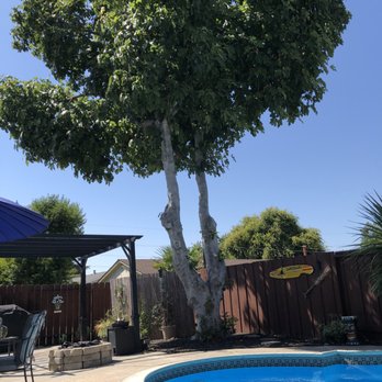 Buena Vista Tree Service - The Fig tree that was removed, it only took a couple of hours. - Tree Services Near Me - Livermore, California Buena Vista Tree Service - The Fig tree that was removed, it only took a couple of hours. - Tree Services Near Me - Livermore, California