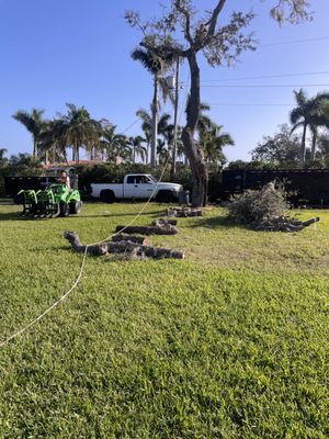 TOP NOTCH TREE AND PROPERTY MANAGEMENT LLC - Updated June 2026 - 41 ...