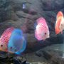 Photo of Living Color Tropical Fish