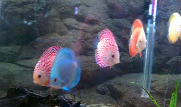 Living Color Tropical Fish Image