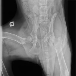 as you see there is no hip socket. he was born like this.